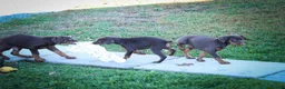 Doberman Pinscher dogs for sale: MASTER - Ad 20