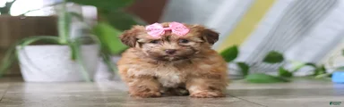 Bella