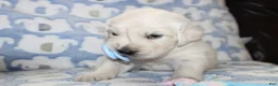 Golden Retriever dogs for sale: 4th choice male avilable - Ad 4