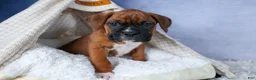 Boxer dogs for sale: Sarge  - Ad 2