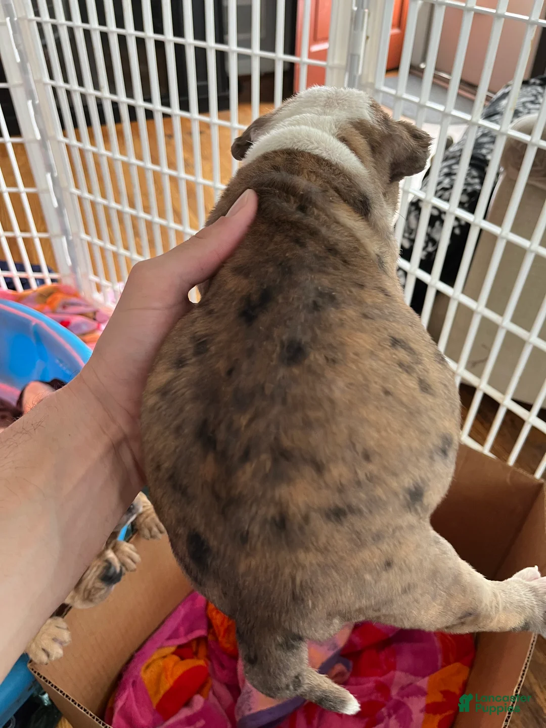 Mixed Breed dogs for sale: Tot-Tot - Ad 2