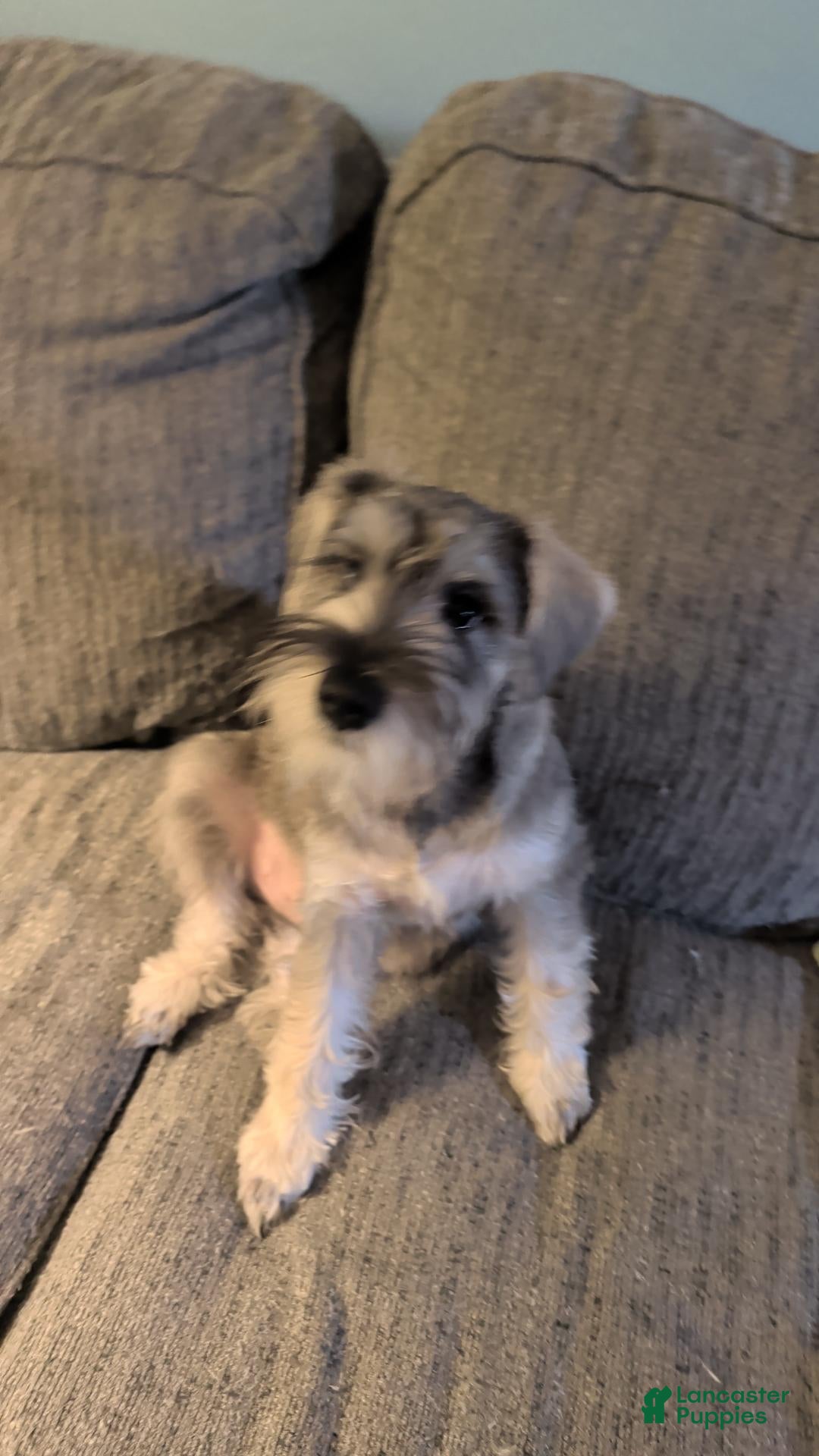 Miniature Schnauzer dogs for sale: Ben - Ad 13