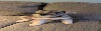 Ben
