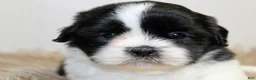 Shih Tzu dogs for sale: Panda - Ad 3