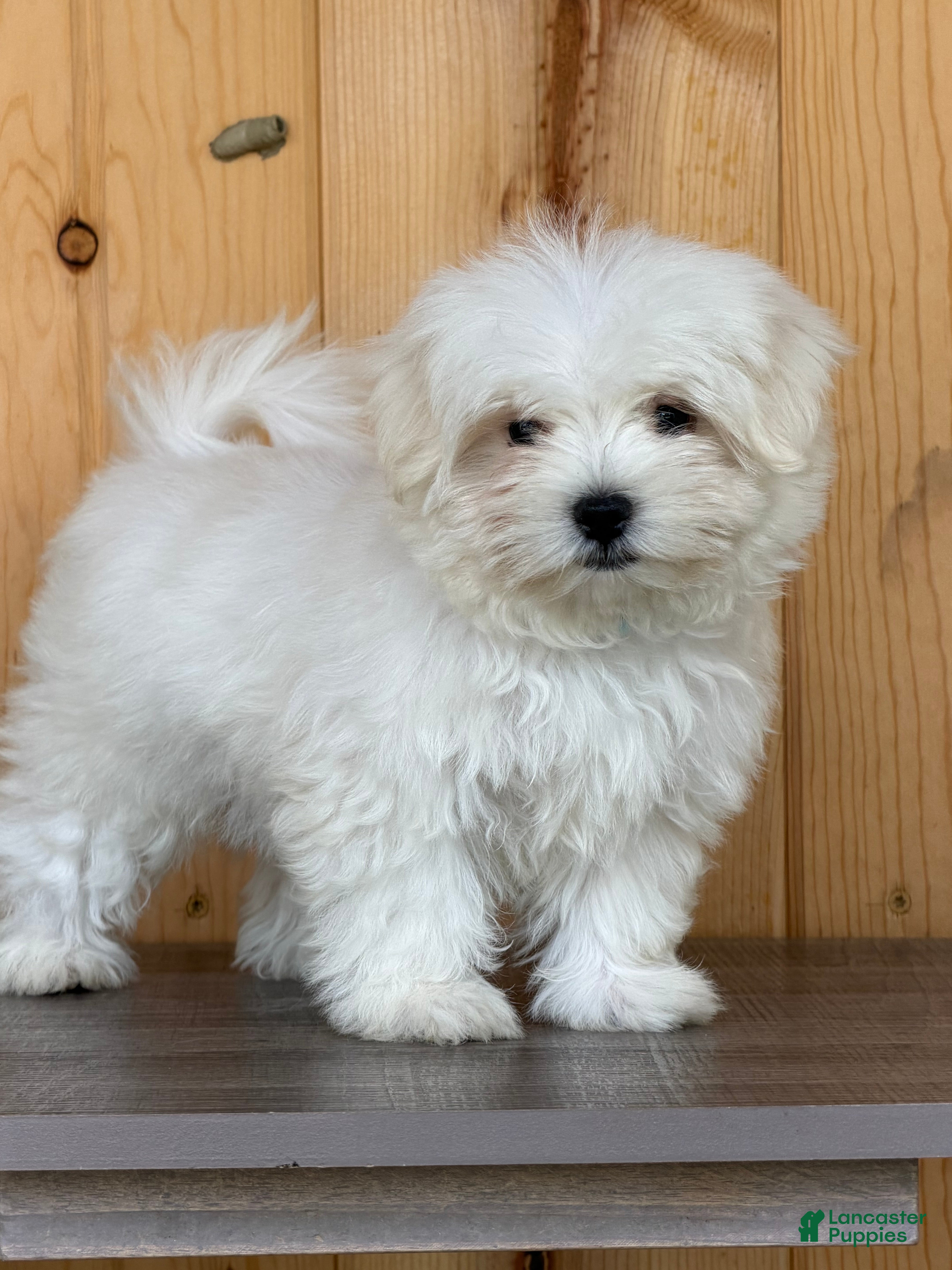 Maltese dogs Twix - Ad 1