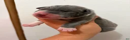 Great Dane dogs for sale: Cassidy  - Ad 6