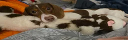 Dachshund dogs for sale: Dachshund 1 - Ad 6