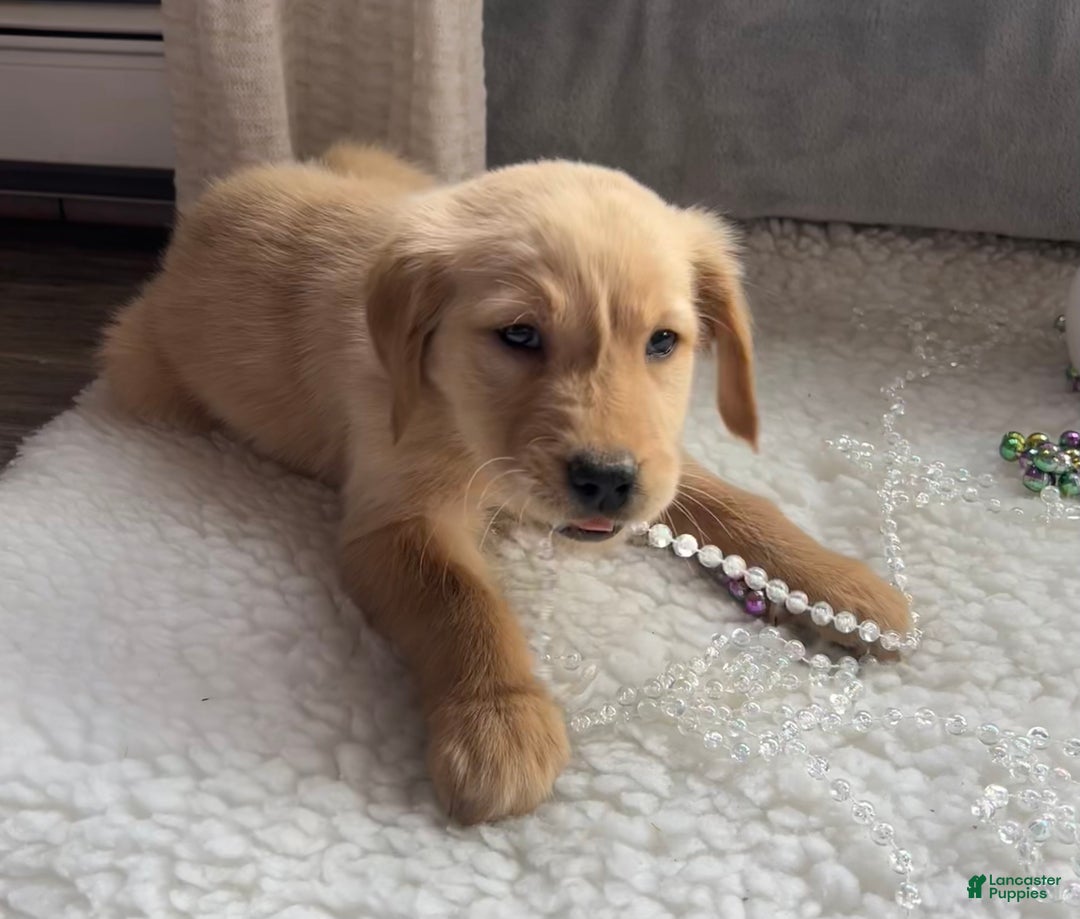 Golden Retriever dogs for sale: Remi - Ad 8
