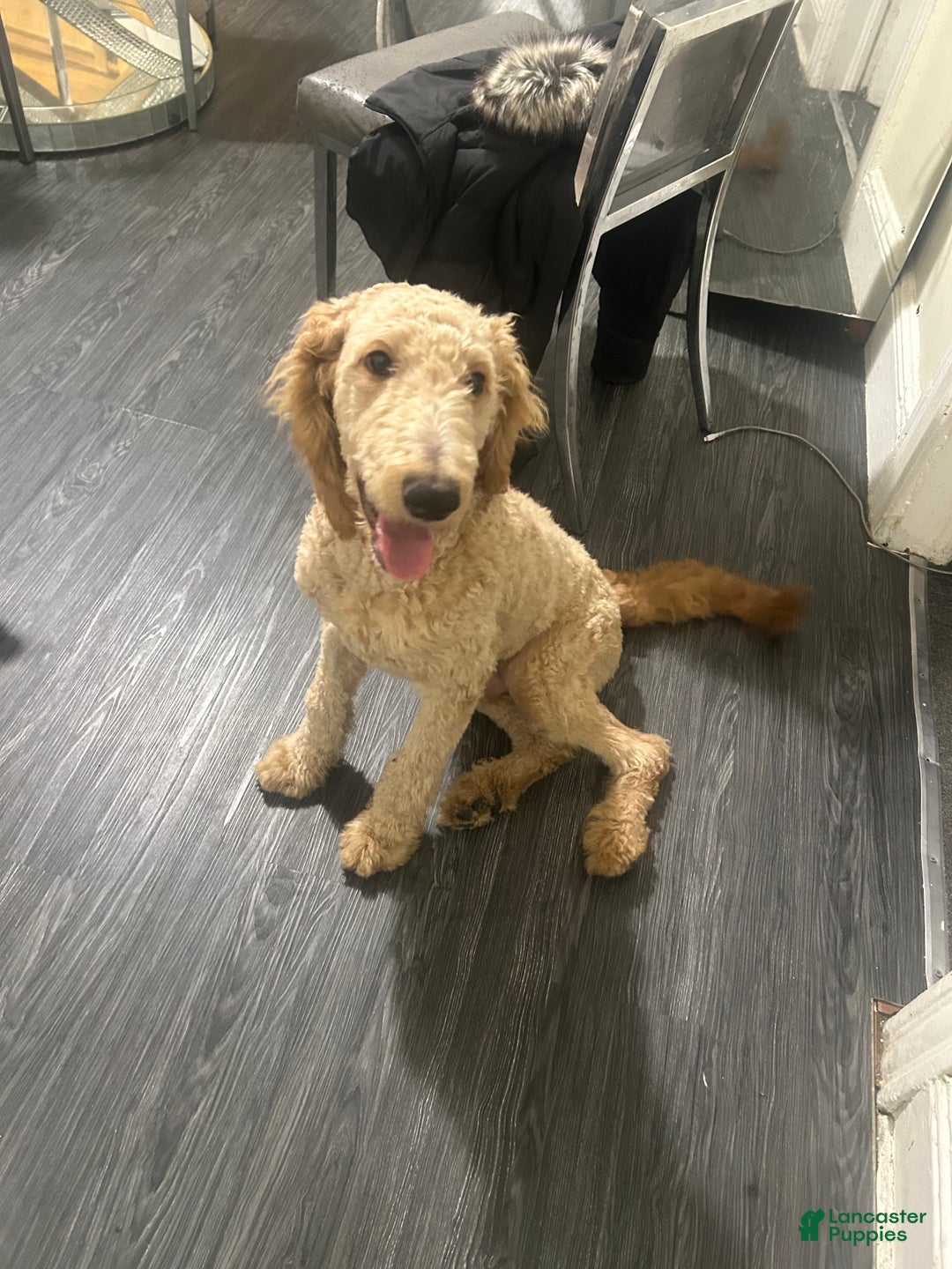 Goldendoodle dogs for sale: Zeus  - Ad 6