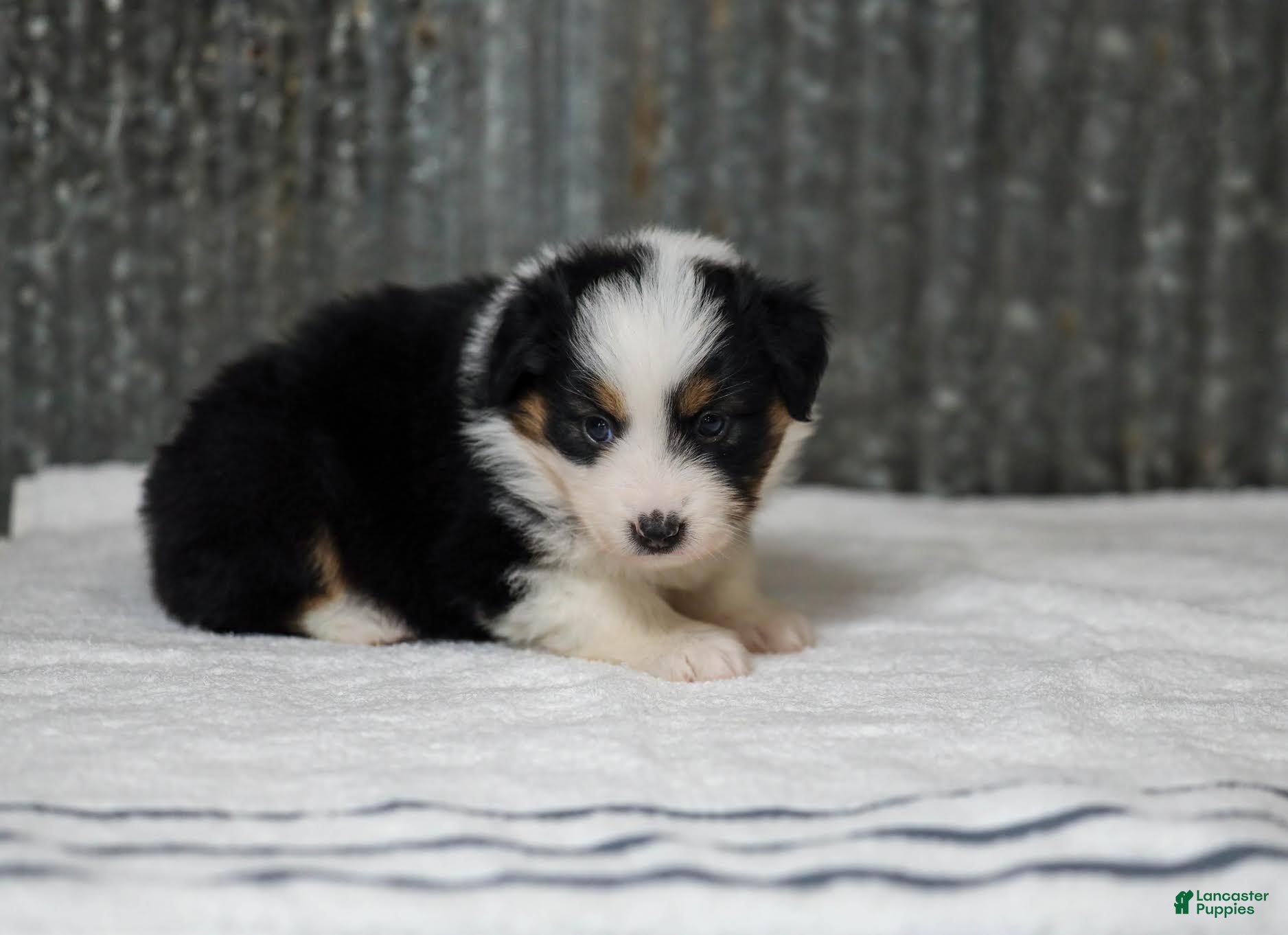 Miniature Australian Shepherd dogs Lana Miniature Australian Shepherd Puppy  - Ad 1