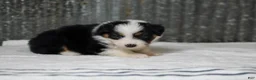 Miniature Australian Shepherd dogs for sale: Lana Miniature Australian Shepherd Puppy  - Ad 5