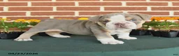 English Bulldog dogs for sale: Emilyn - Ad 1