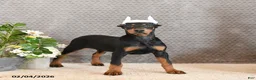 Doberman Pinscher dogs for sale: Ziva - Ad 2