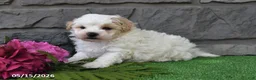 Maltipoo dogs for sale: Ricky - Ad 5