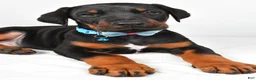 Doberman Pinscher dogs for sale: Luke - Ad 3