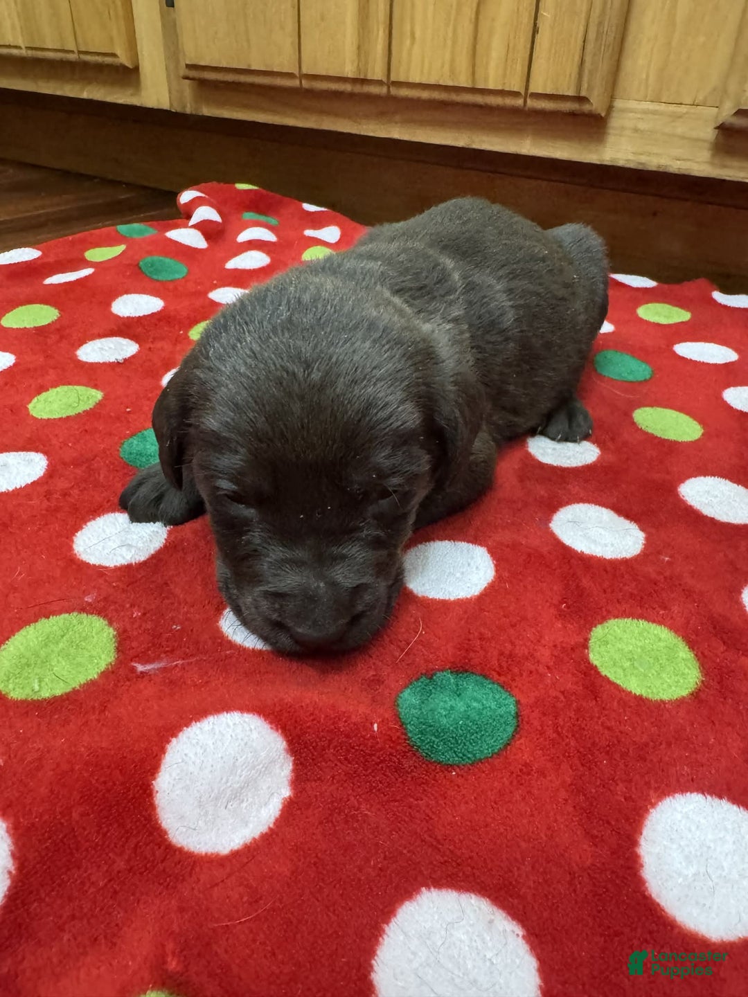 Labrador Retriever dogs for sale: Sprout - Ad 6