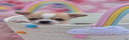 Chihuahua dogs for sale: Chihuahua 3 - Ad 11