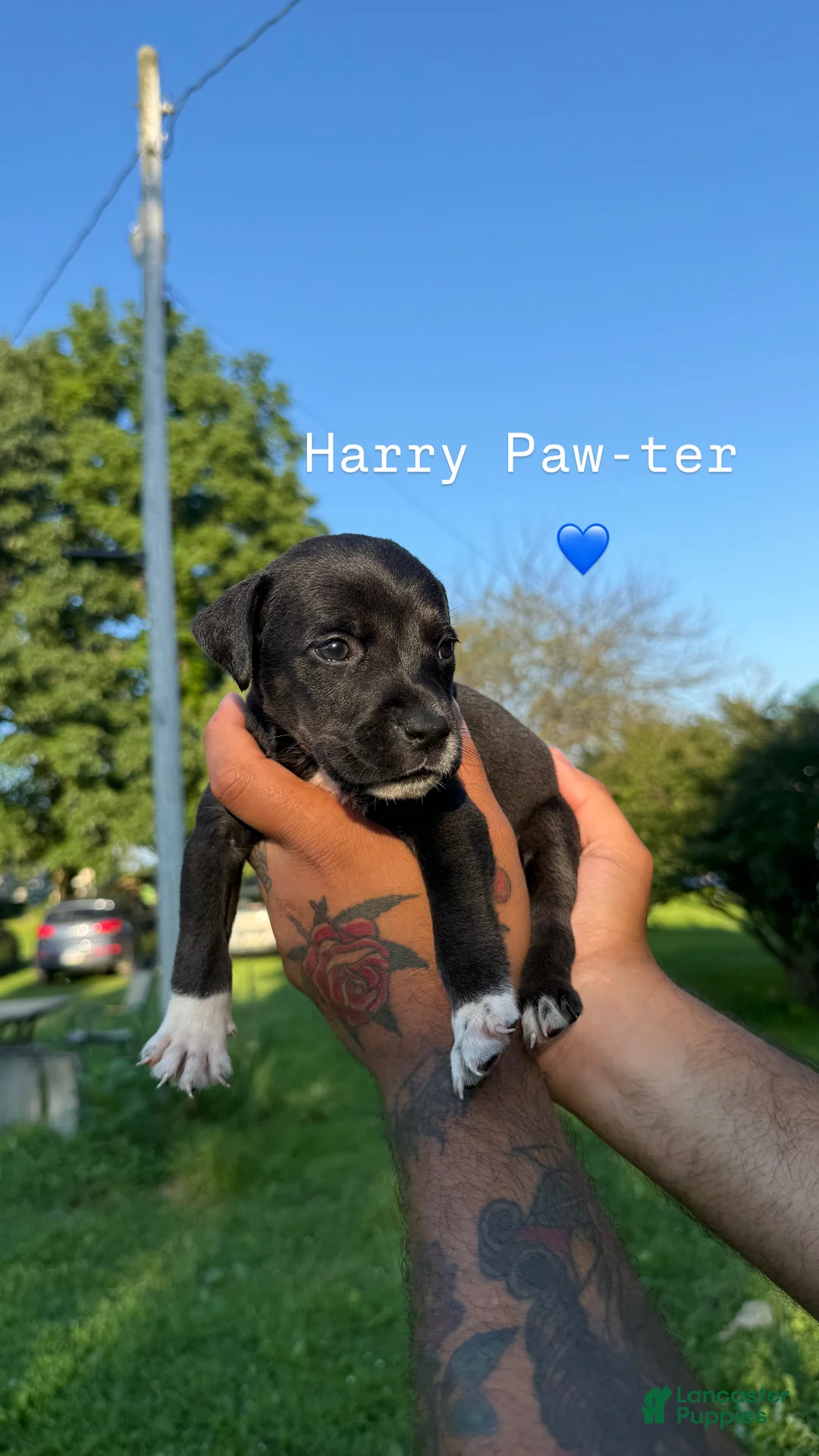 Mixed Breed dogs for sale: Mixed Breed 3 - Ad 1