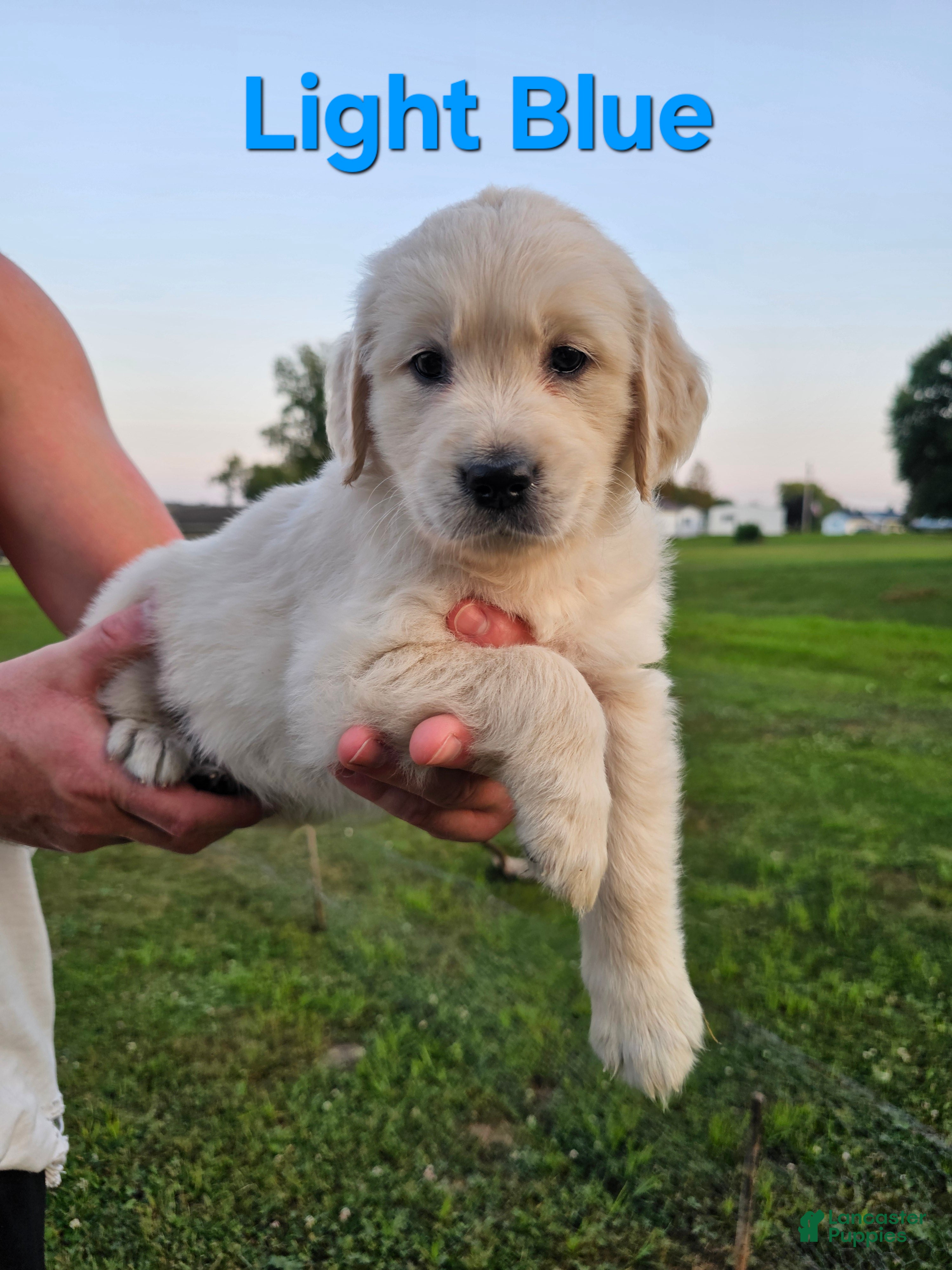 Golden Retriever dogs Golden Retriever Puppy 4 - Ad 14