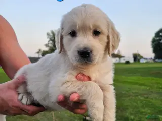 Golden Retriever dogs Golden Retriever Puppy 4 - Ad 34