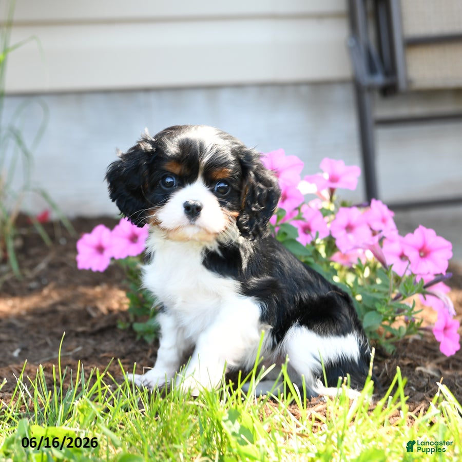 Cavalier King Charles Spaniel dogs Bingley - Ad 2