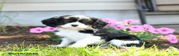 Cavalier King Charles Spaniel dogs for sale: Bingley - Ad 2