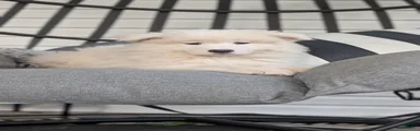 Ella