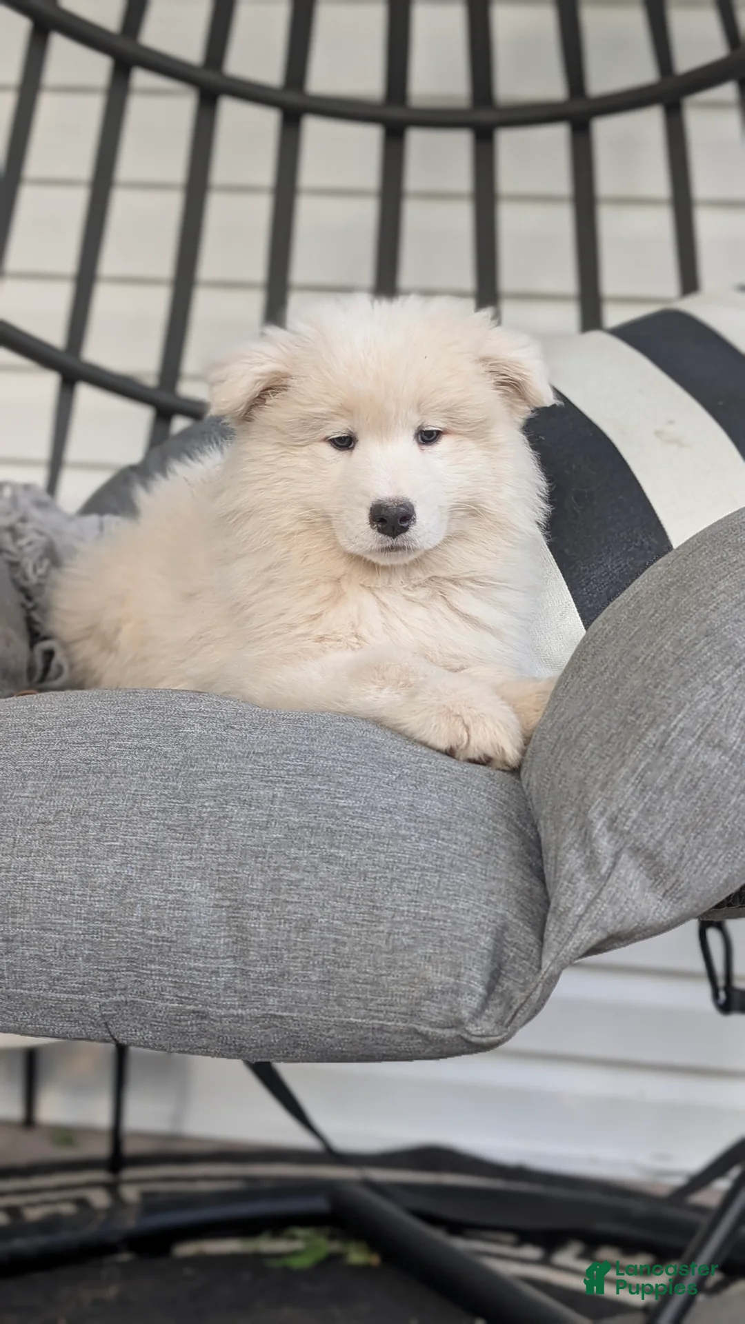 Samoyed dogs for sale: Ella - Ad 1