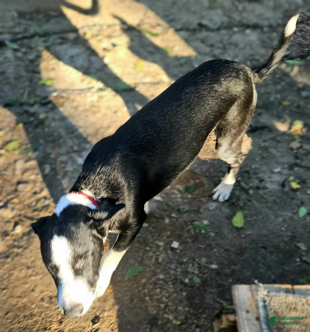 Border Collie dogs for sale: Fang - Ad 2