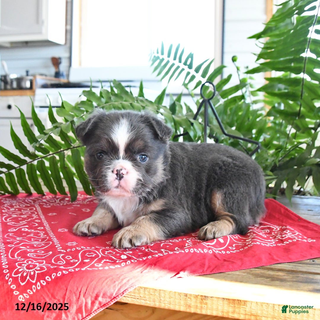 French Bulldog dogs for sale: Shiloh  - Ad 4