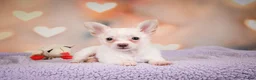 Chihuahua dogs for sale: DUKE - Ad 4