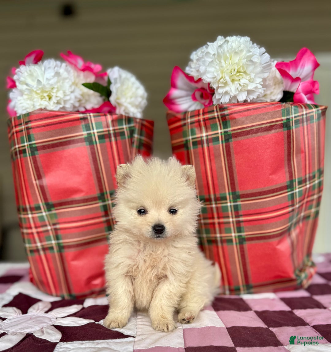 Pomeranian dogs for sale: Frosty - Ad 1