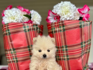 Pomeranian dogs Frosty - Ad 18