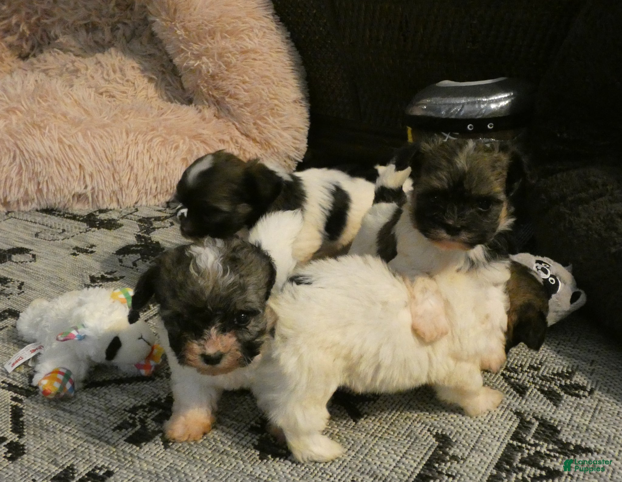 Havanese dogs Princess-Female - Ad 2