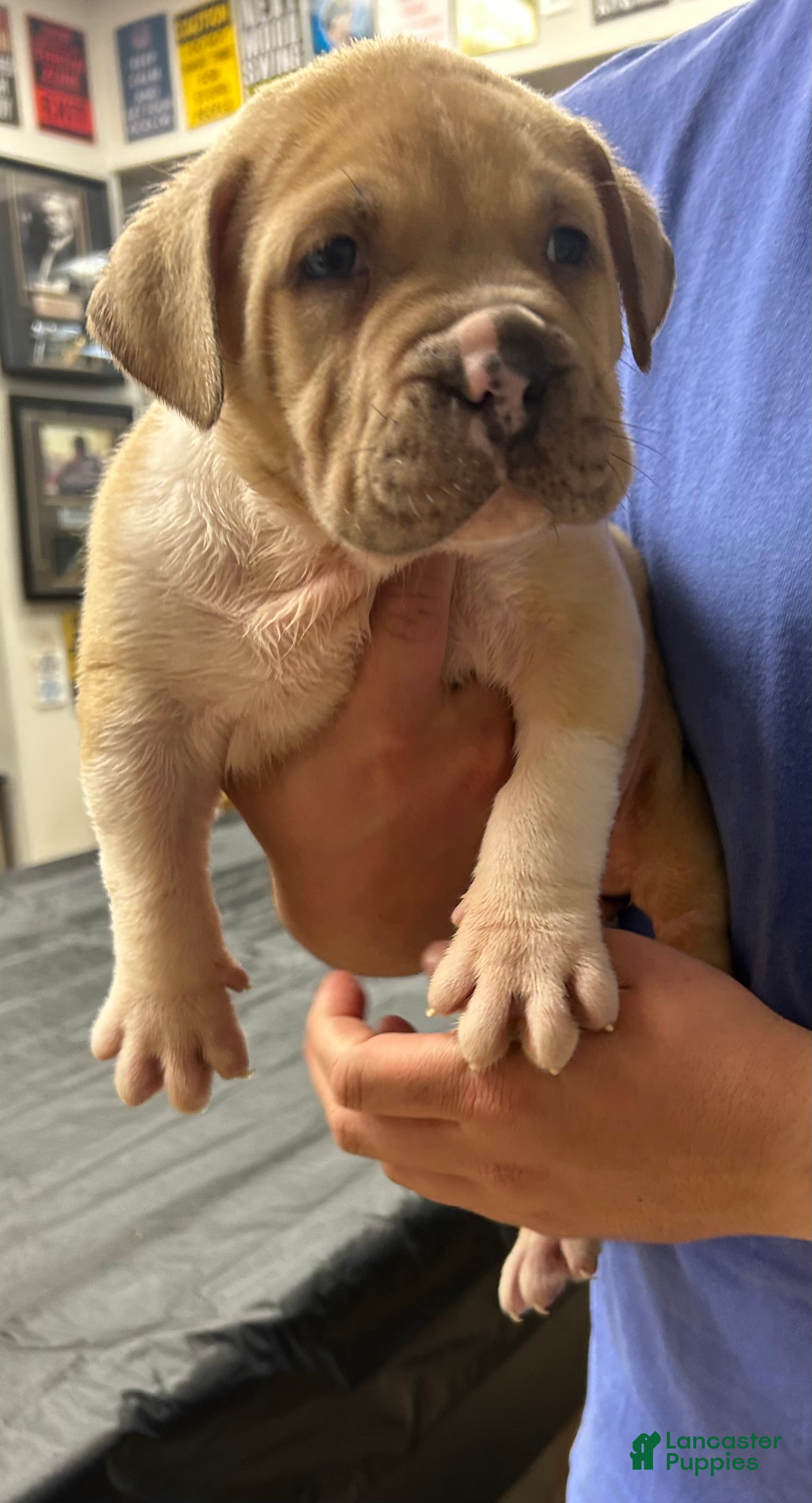 American Bully dogs American Bully Puppy 2 - Ad 2