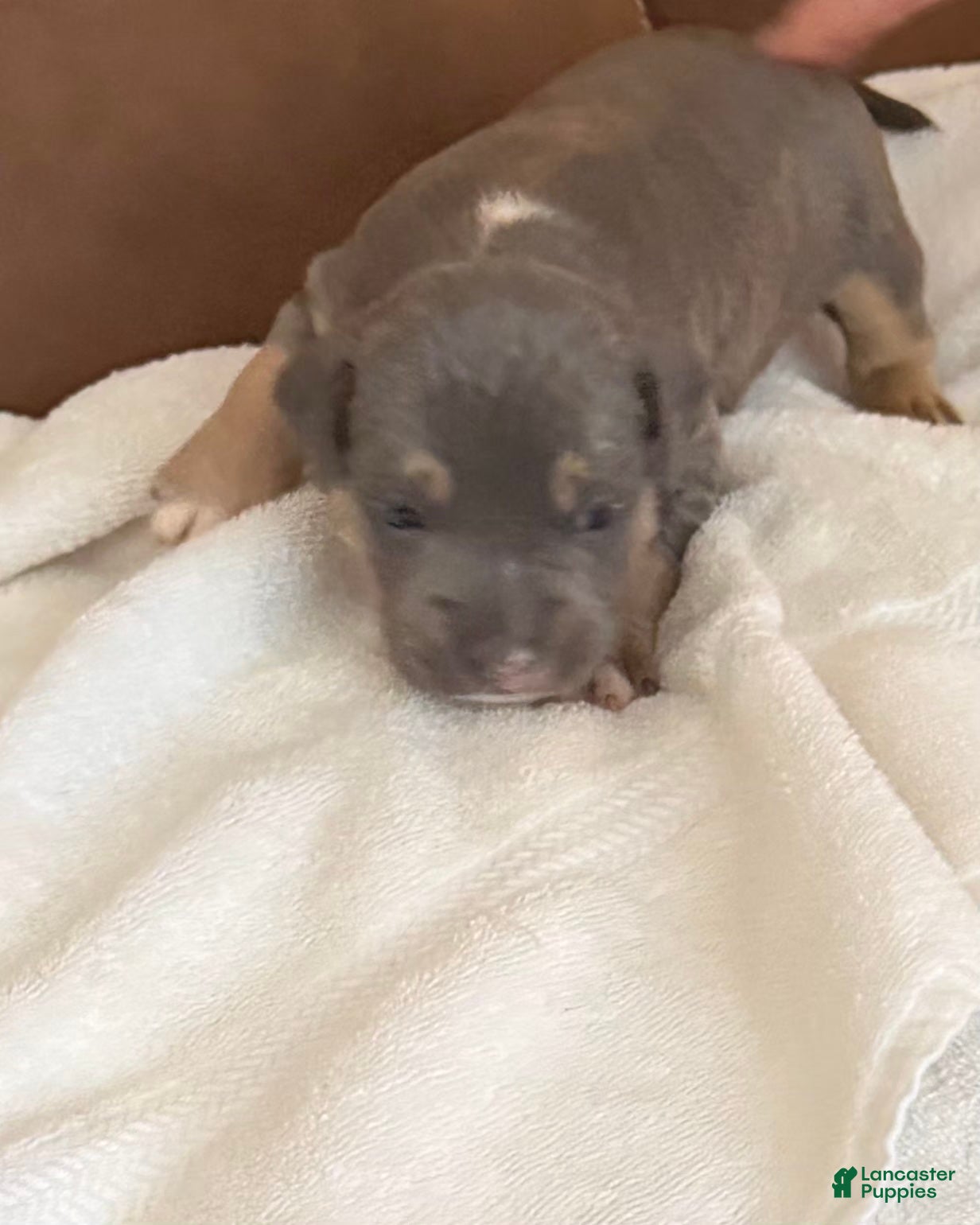 American Bully dogs Carol - Ad 2