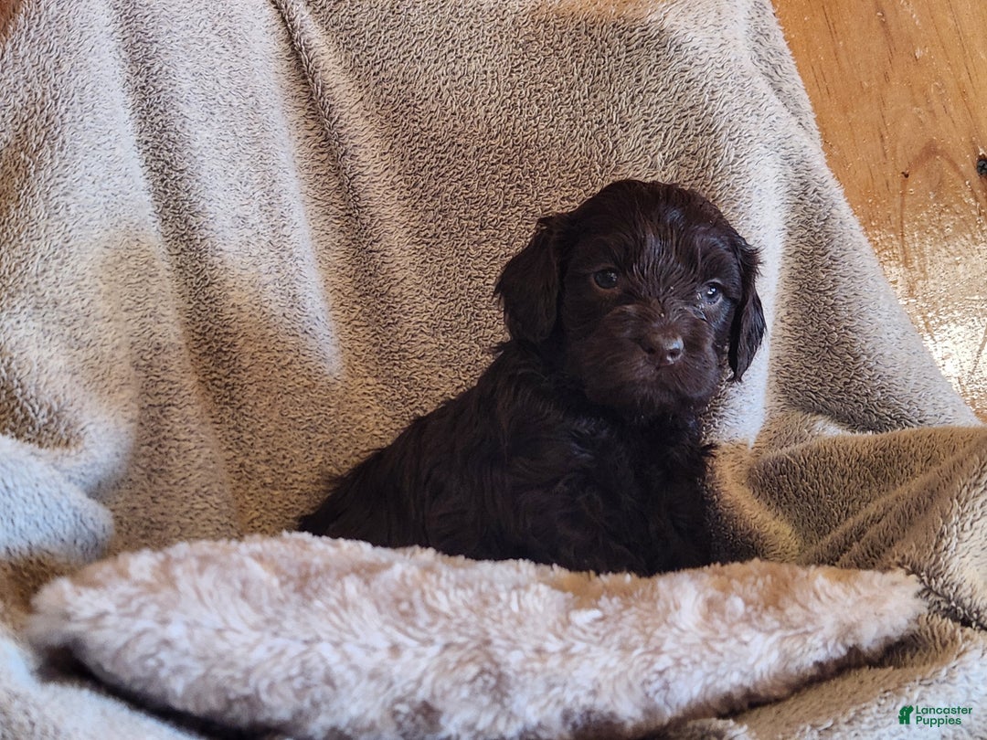 Mixed Breed dogs for sale: Lexie - Ad 7