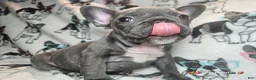 French Bulldog dogs for sale: Keyshia Cole Female Blue Reverse Brindle  - Ad 6