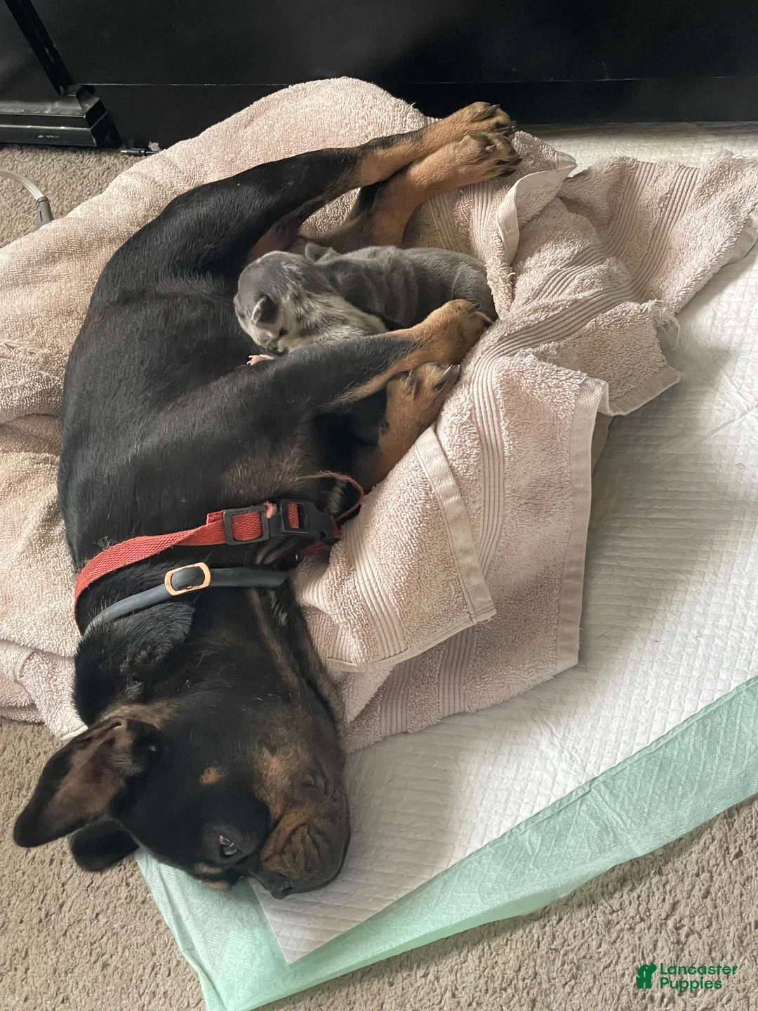 French Bulldog dogs for sale: French Bulldog 1 - Ad 2