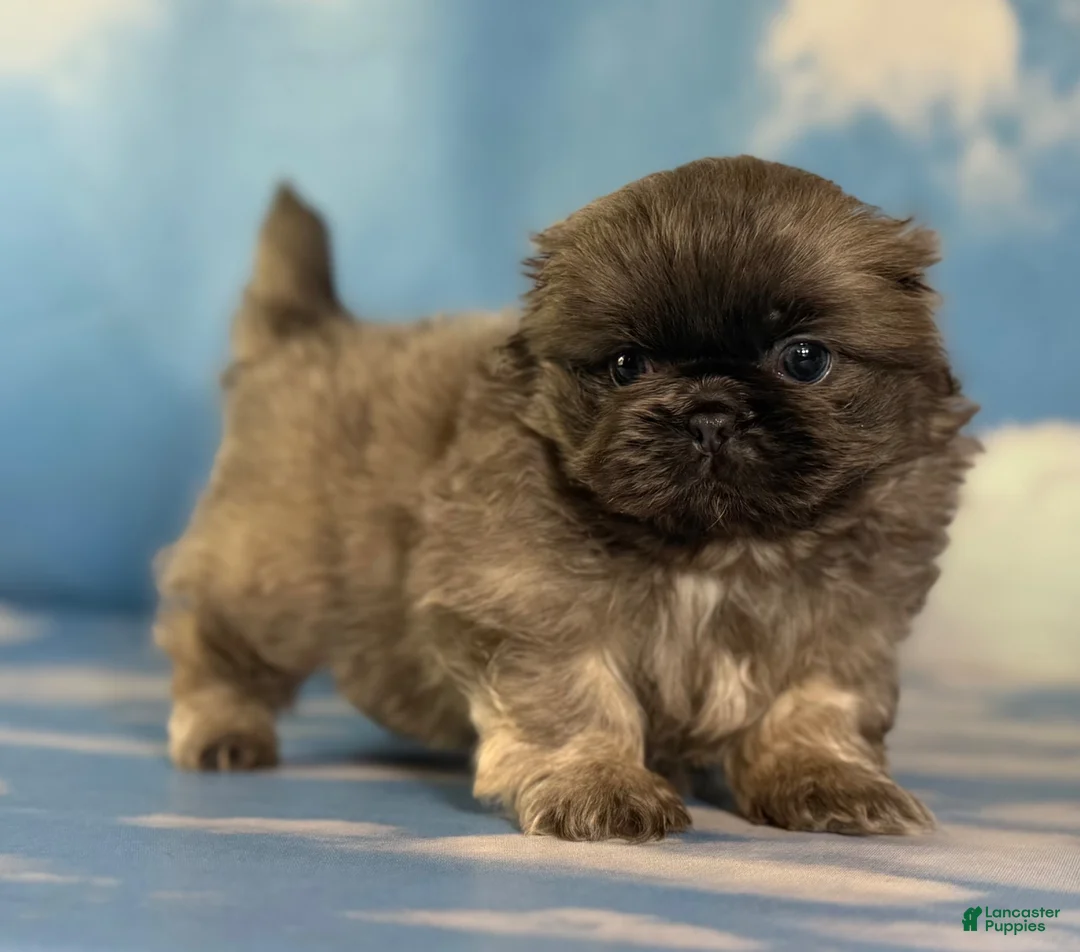 Pekingese dogs for sale: AKC DNA OFA Blue boy  - Ad 1