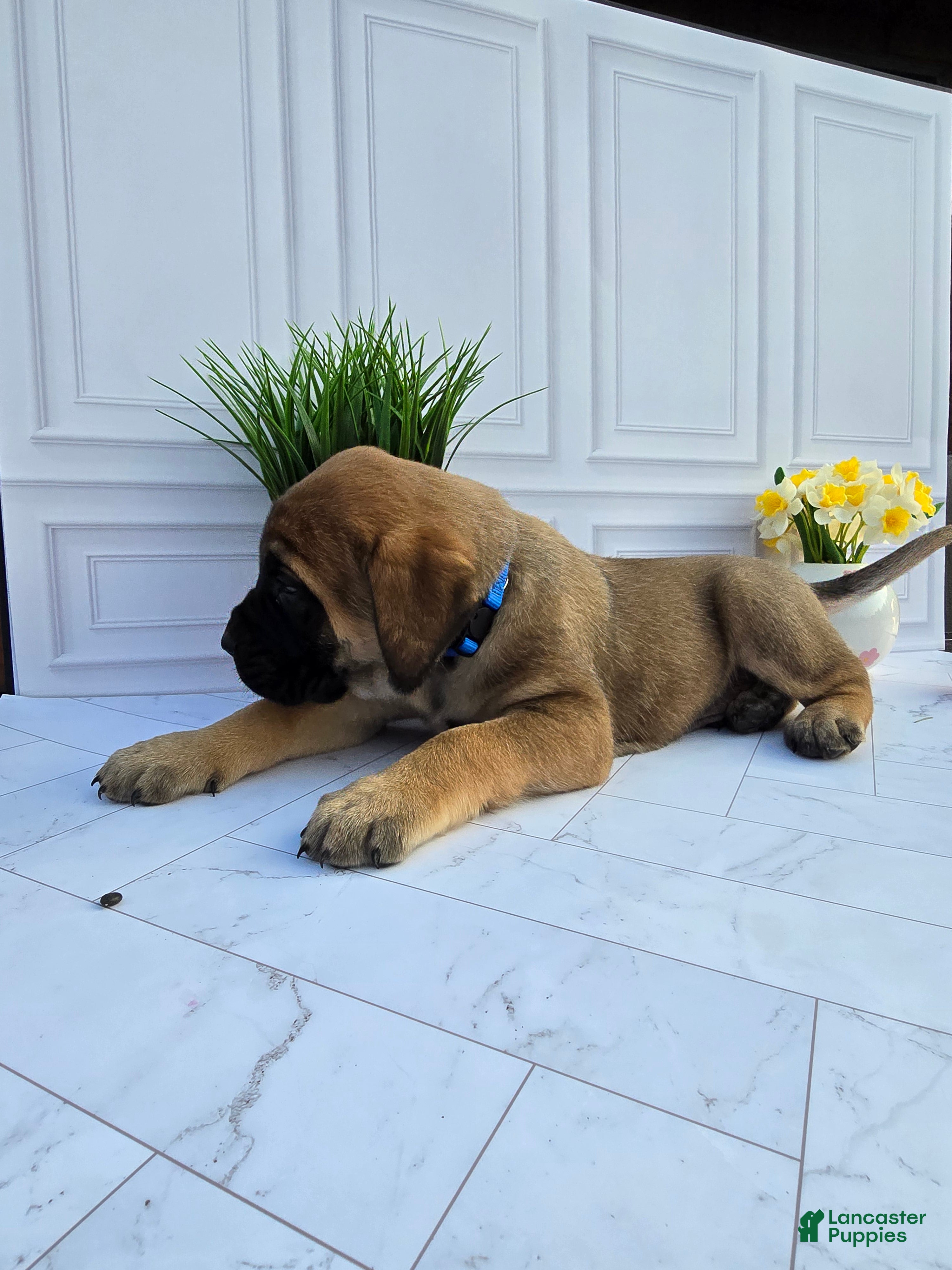 English Mastiff dogs English Mastiff Puppy 4 - Ad 2