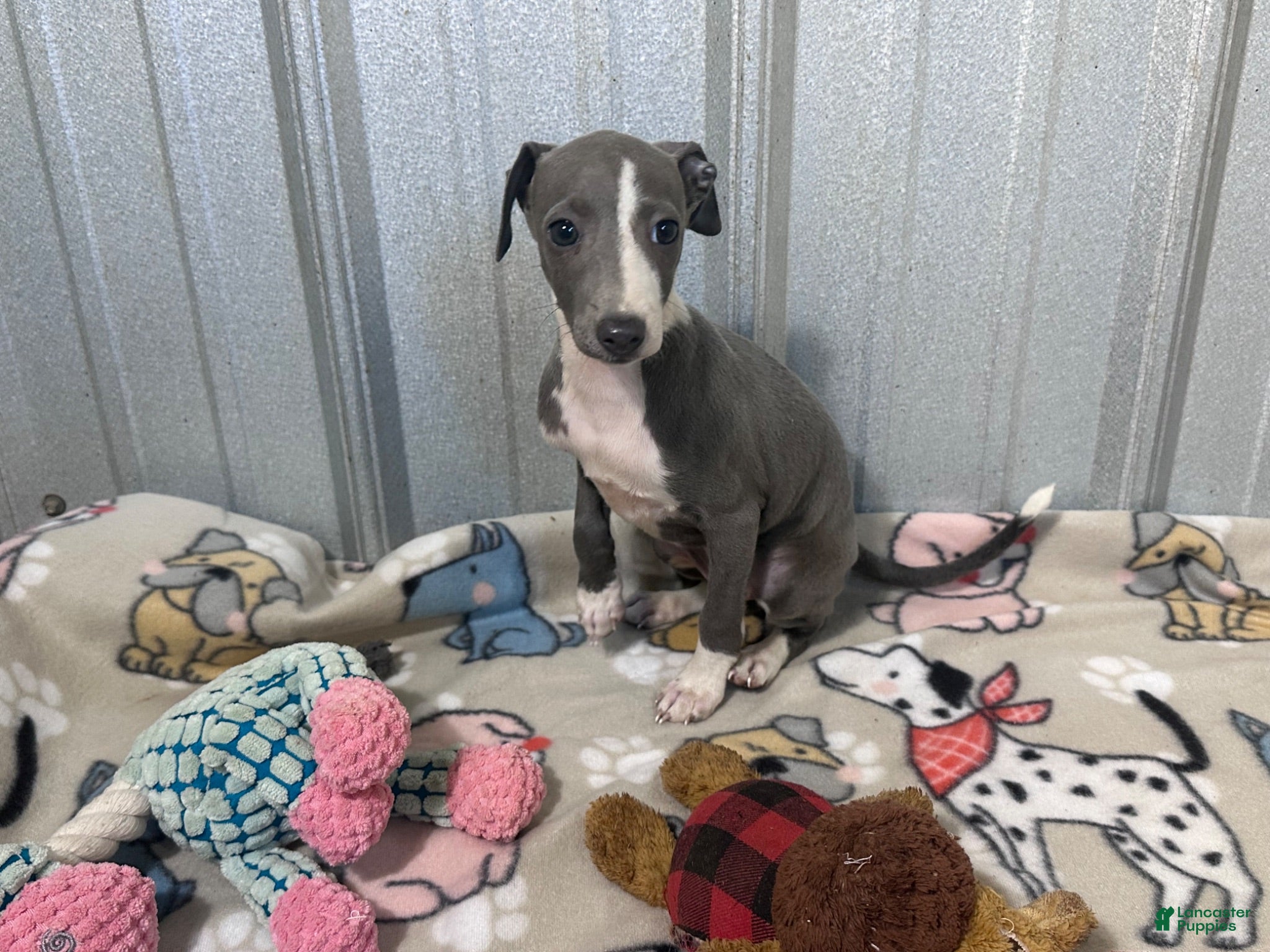 Italian Greyhound dogs Strawberry - Ad 2
