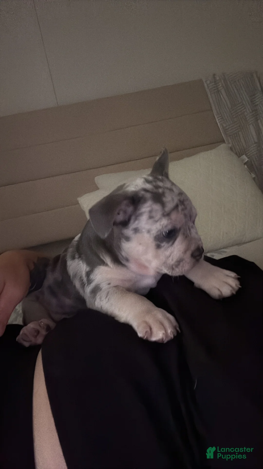 American Bully dogs for sale: Bali - Ad 2