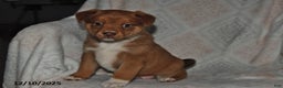 Mixed Breed dogs for sale: Jewel - Ad 5