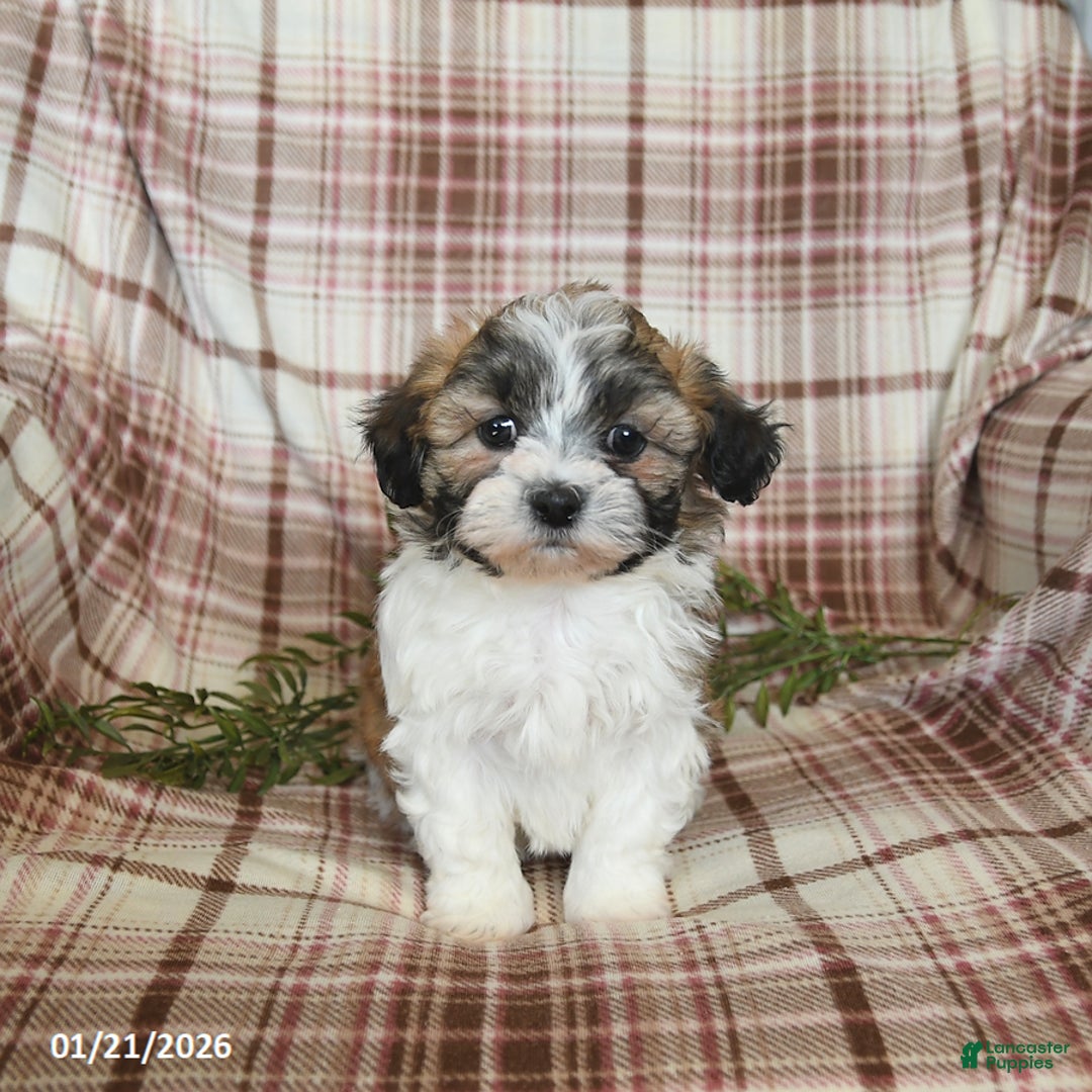 Teddy Bear dogs for sale: North - Ad 2