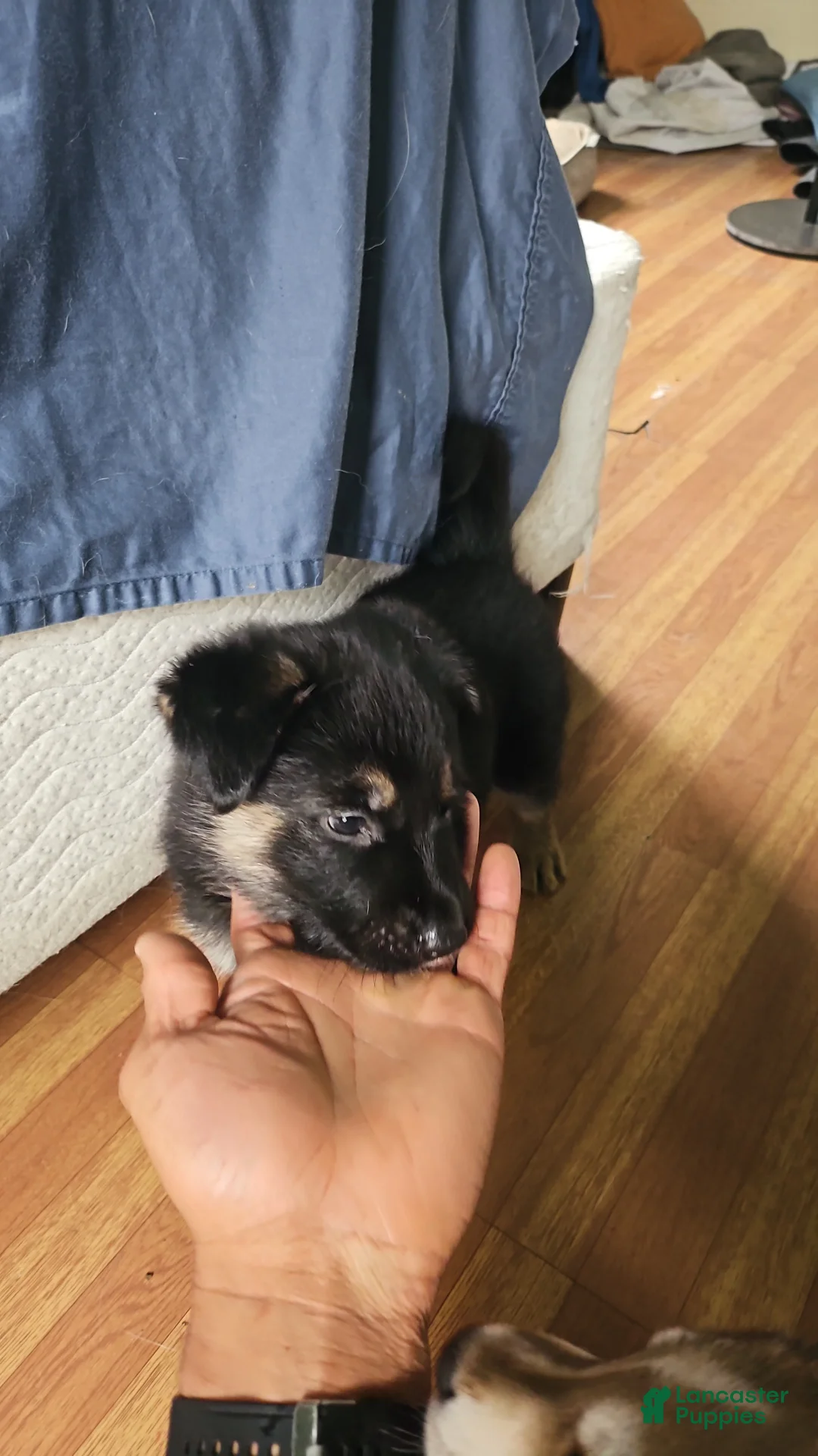 Gerberian Shepsky dogs for sale: Valkyrie - Ad 1