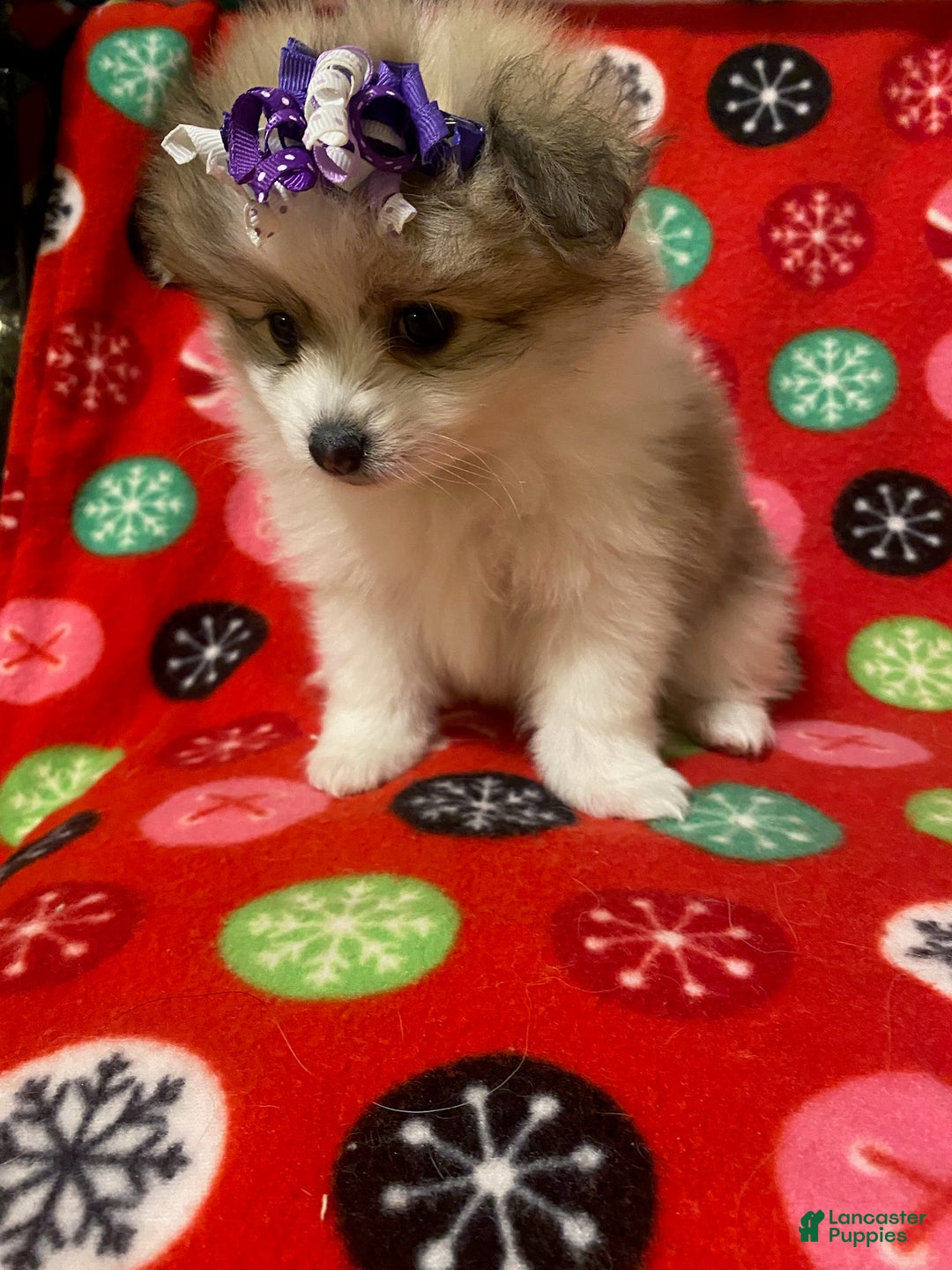 Pomeranian dogs for sale: Pomeranian Puppy Sassy - Ad 2