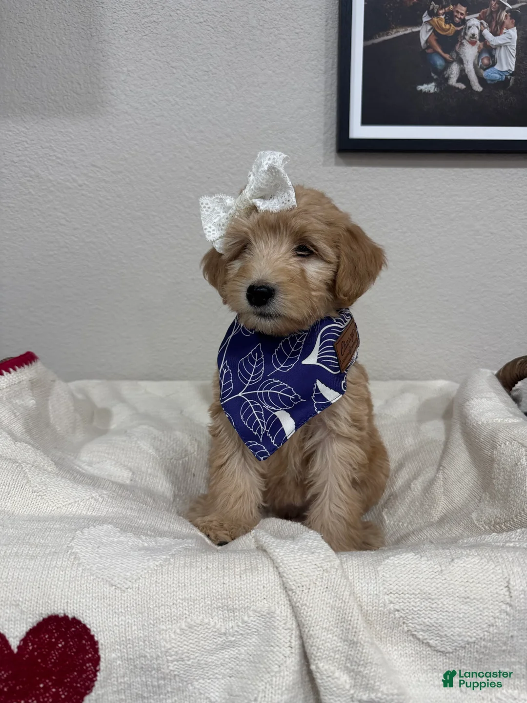 Mini Bernedoodle dogs for sale: Mini Bernedoodle Chai-Purple Collar - Ad 1