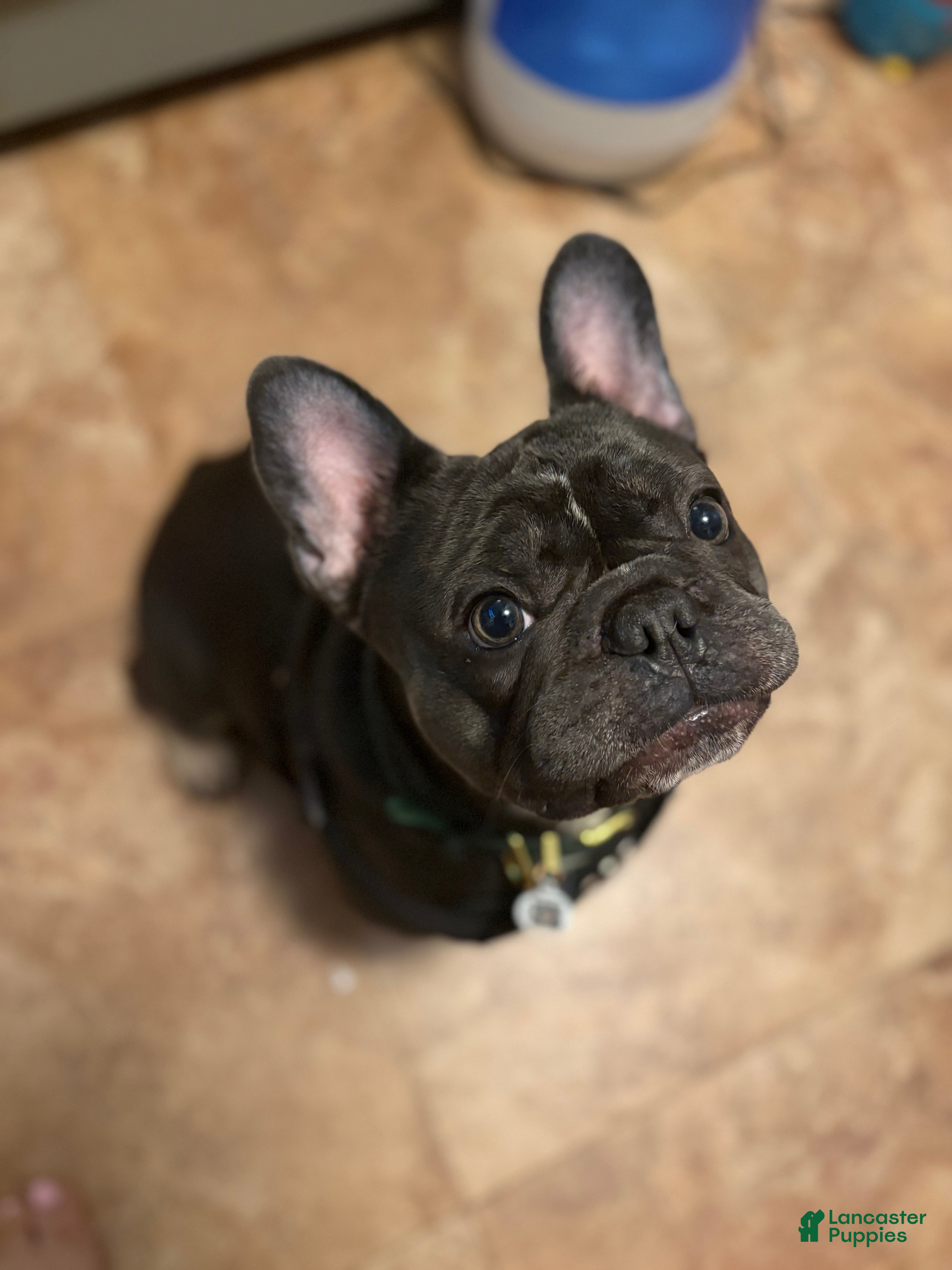 French Bulldog dogs ACE M. - Ad 9