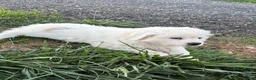 Great Pyrenees dogs for sale: Great Pyrenees Pink (Dottie) READY TO GO HOME TODAY  - Ad 5